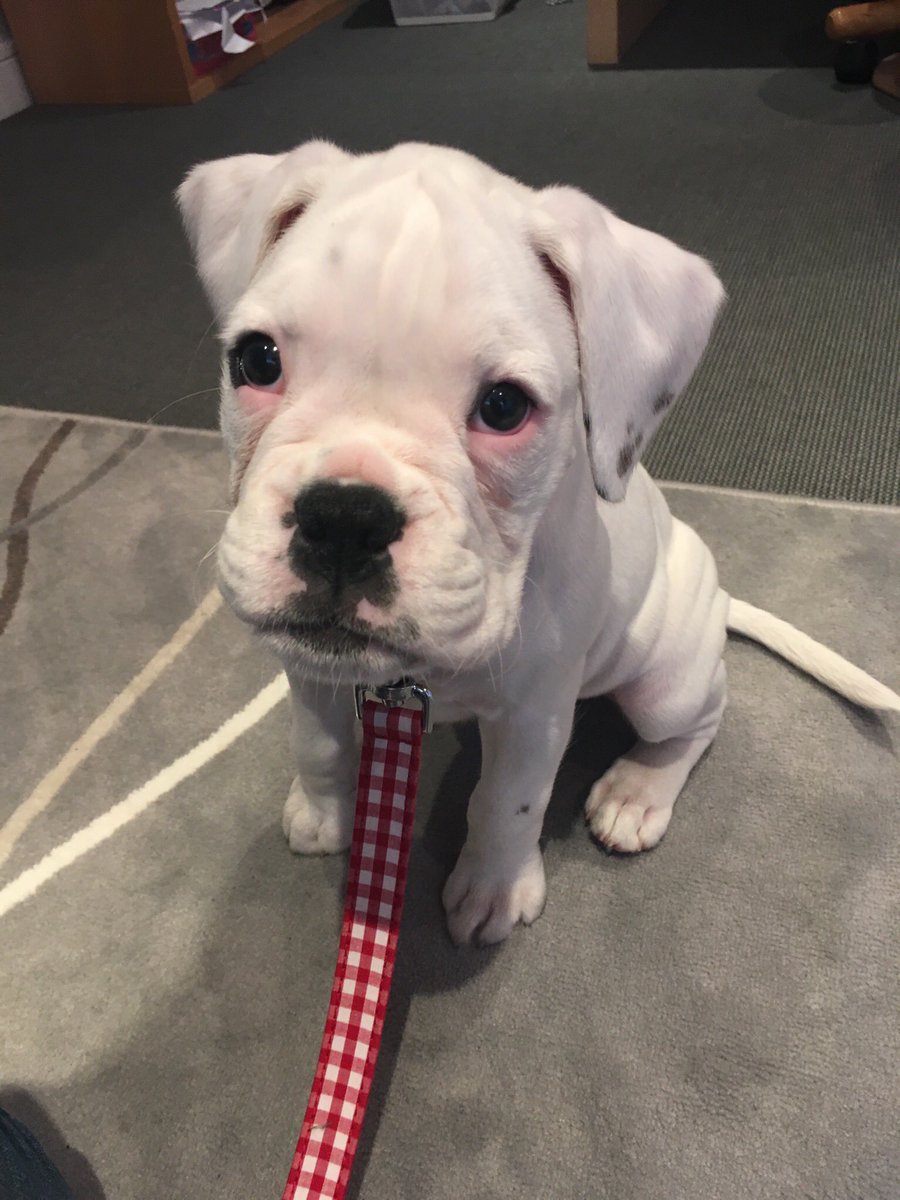 When your #ThrowbackThursday pic looks like s #firstdayatschool pic 🤣🤣🤣 #laylathewhiteboxerdog #whiteboxerdog #boxerdog #bromocrew #sismocrew  #dogsoftwitter #dog #doglover #puppylove  @BoxerDogUnion @DogCelebration @BoxerBond