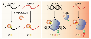 Nature Genetics tweet media