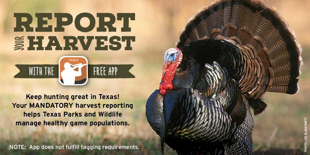 TPWDnews's tweet image. Eastern turkey hunters: Remember to report your harvest within 24 hrs at bit.ly/HuntHarvestApp. Thanks for helping keep hunting great in Texas!

#turkeyseason #HuntTx #etx