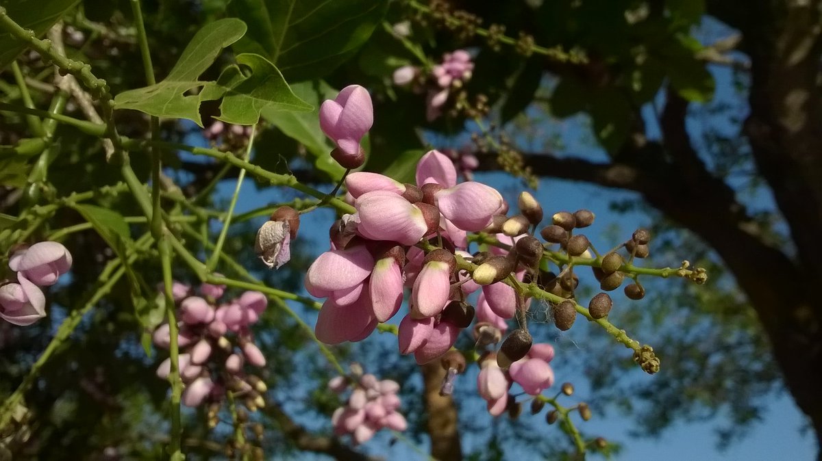 Amazing carpet of flowers of
Milletia pinnata This shade of mauve appears very pleasing to the eyes. #Milletiapinnata #Fabaceae #DeciduousTree #Karanj #CarpetofFlowers #AvenueTrees