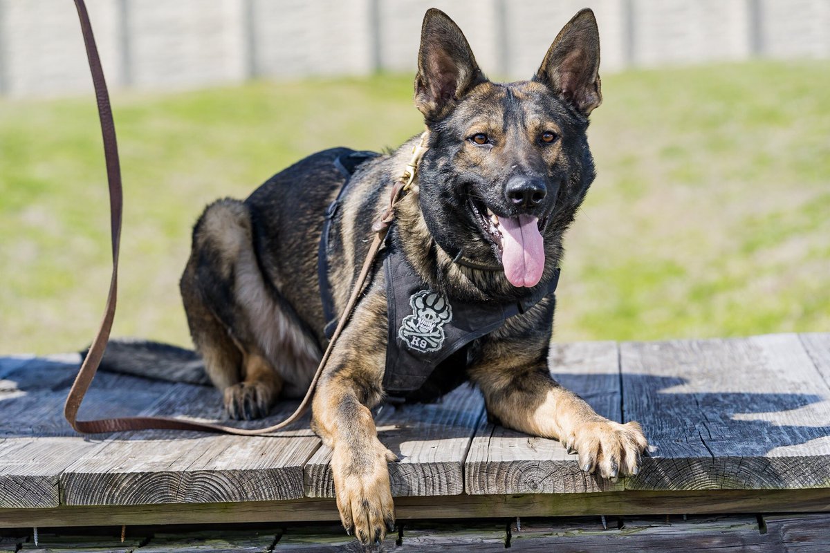 Pf_K9s's tweet photo. Today K9 Tymo assisted patrol by apprehending two suspects during a residential burglary.  Such a good boy!  @PfChiefRobledo @PPD205 @lewis_makeba @TSum258 https://t.co/btlIUktNPy