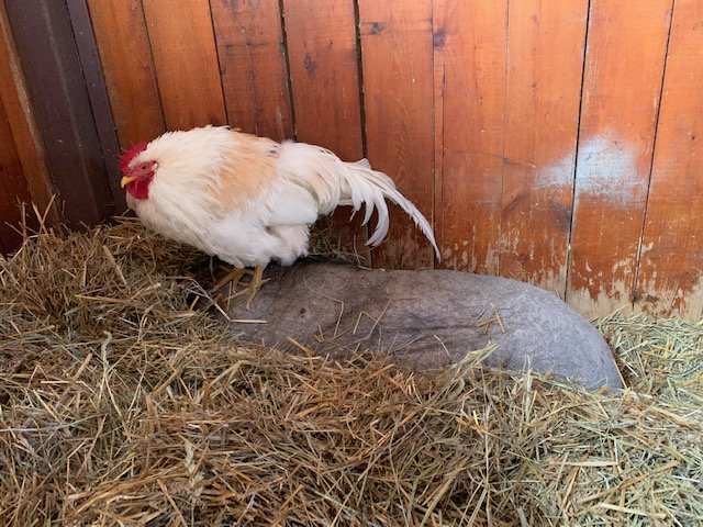 FaunaFoundation's tweet photo. Nap Time for Katrina &amp; Terry! https://t.co/0JqMR501WR