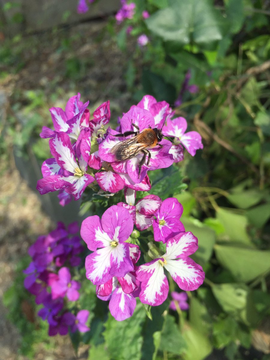 Harry Siviter tweet media