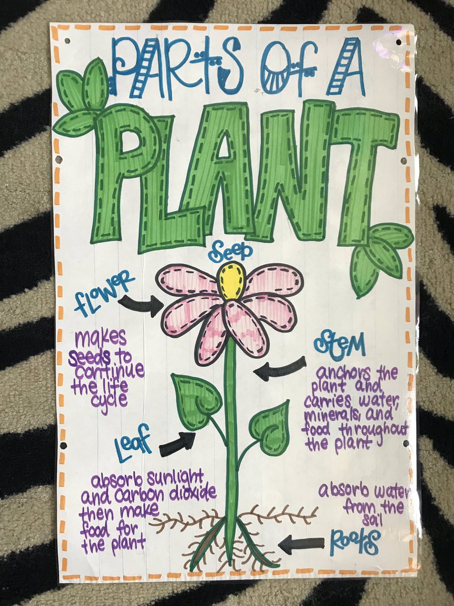 ashley_hinck's tweet image. Learning all about the parts of plants and their functions as we watch our plants continue to grow! 🌻🌸🌿🌱 @LBSharks @isdscience #isdfirst #isdstrong