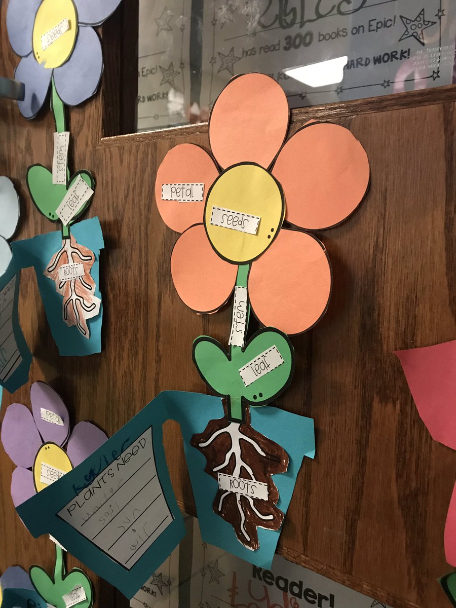 ashley_hinck's tweet image. Learning all about the parts of plants and their functions as we watch our plants continue to grow! 🌻🌸🌿🌱 @LBSharks @isdscience #isdfirst #isdstrong