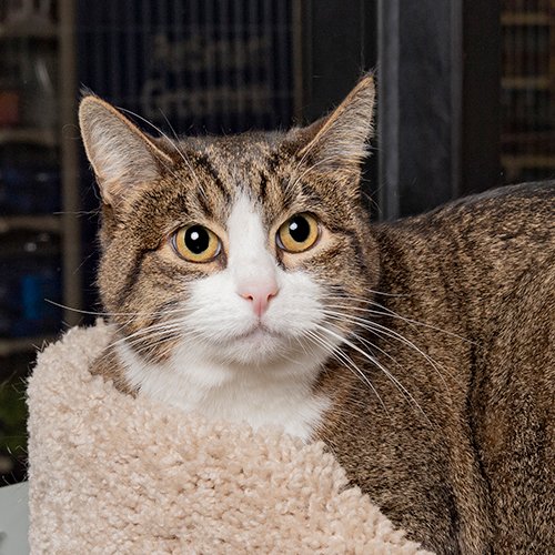 Jeanie: I am a bit timid since I just arrived, but I will warm up to the perfect family! Let me properly introduce myself to you here at the Cool Springs PetSmart. #cats #kittens #AdoptDontShop