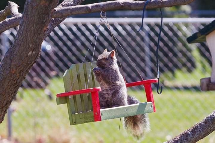 Brave Squirrel

#squirrel #cute #nature #canonfavpic <a href="/CanonUSAimaging/">Canon USA Corp.</a>