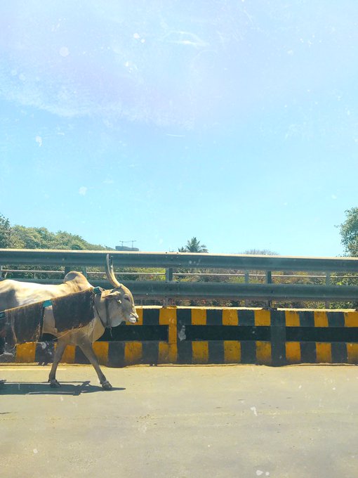 India 🇮🇳 https://t.co/TudndDR8MW