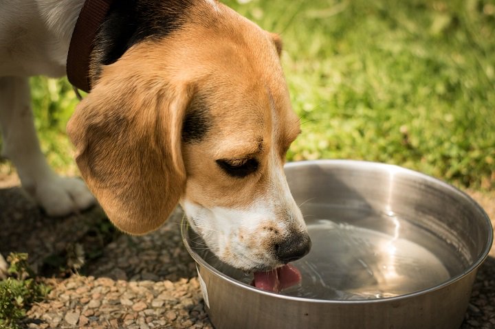 CFPUA's tweet image. Time for a water conservation #tip! When giving your pets fresh water, instead of dumping the old water, use it to water any plants you&apos;ve got around your house. When cleaning out a fish tank, you can even give that nutrient-rich water to non-edible plants! #GreenRoutine