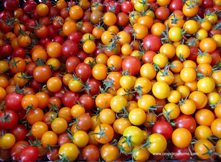 TomatoVolcano's tweet photo. https://t.co/5urOO9HrBC