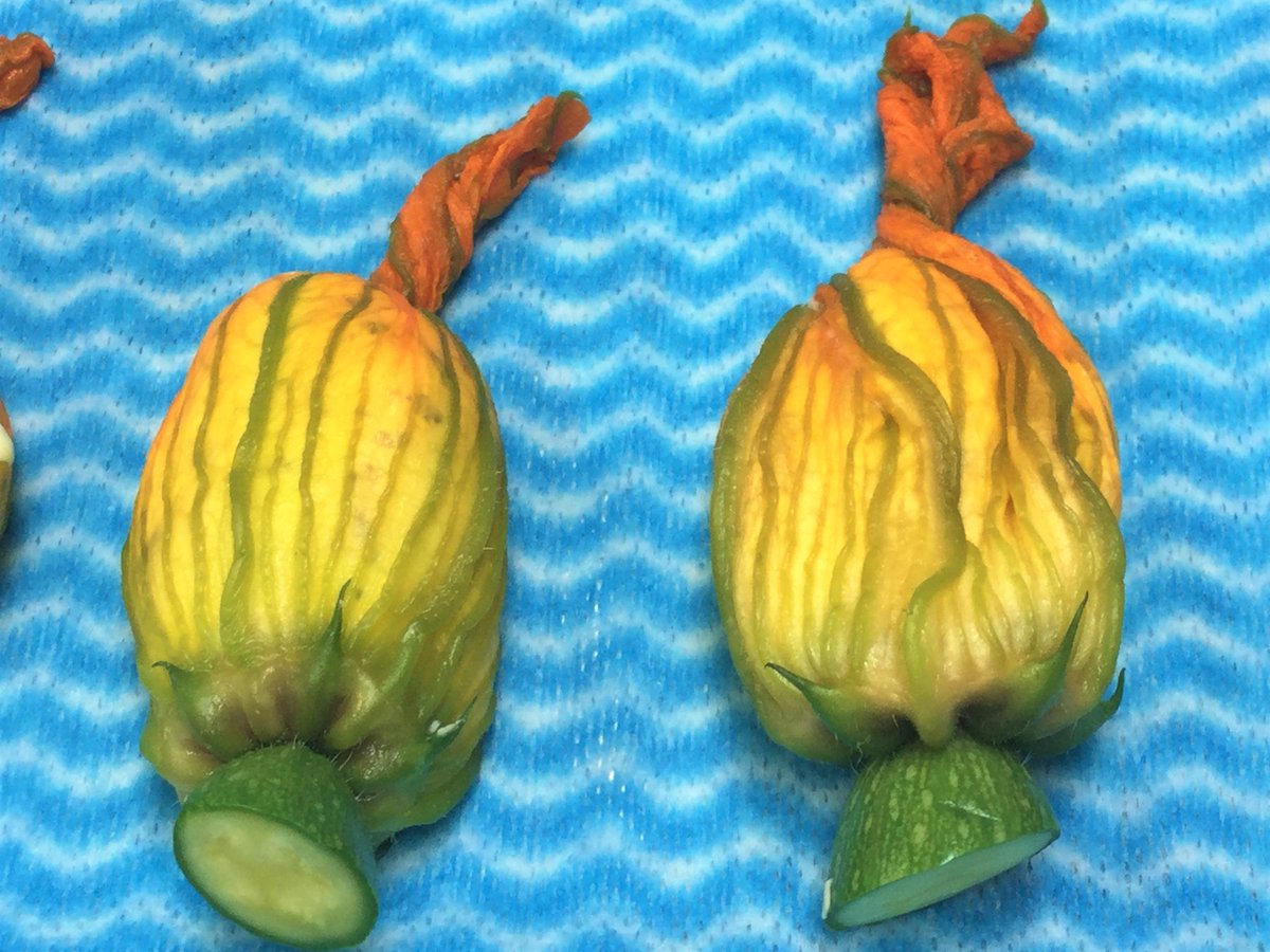 Fitz_Events's tweet photo. #CommemorationDinner #Chefs preparing for our annual #Feast which takes place this evening @FitzwilliamColl. Intricate workmanship - filling #courgette #flowers with #creamcheese and #herbs, which will then be coated with a #tempurabatter and deep-fried. #finedining #vegetarian https://t.co/cJzSJjvEa2