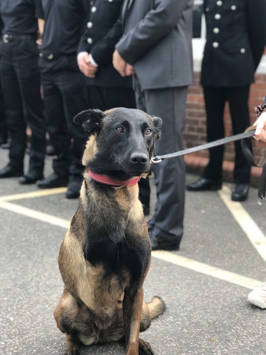 EssexPoliceUK's tweet photo. As our new recruits were welcomed into our #PoliceFamily, they were joined by Retired Police Dog Baloo. She watched on proudly with her owner as our officers were sworn in 🐾 🚔 https://t.co/DXDoyxppxF