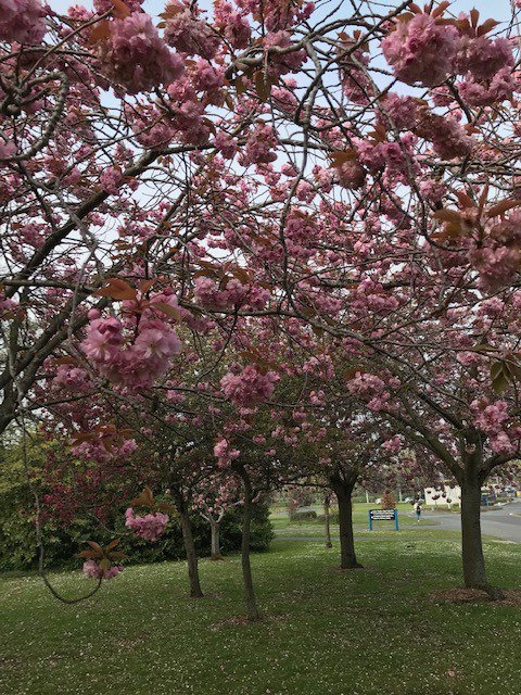 UCDPoetry's tweet photo. This is the perfect weekend to take a (short!) break from writing end-of-term essays and write a #Haiku instead - we've had some beautiful entries already from our UCD students &amp; we're looking forward to more... Please spread the word @UCD_English @UCDLibrary @HaikUcd @ucddublin https://t.co/lbPIzw1BcD