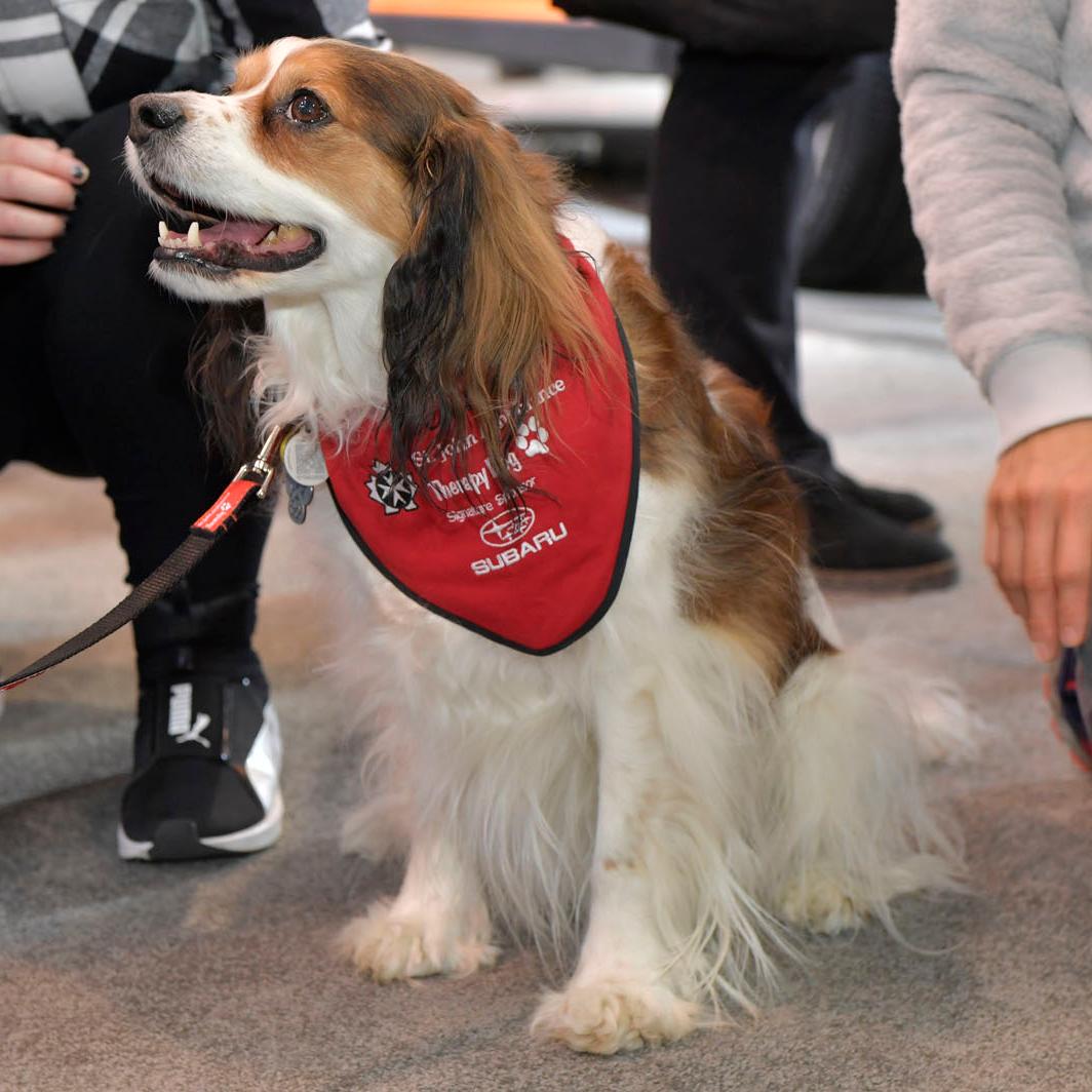 SubaruCanada's tweet photo. Each year, our friends at the @SJA_Canada Therapy Dog Program make over 150,000 visits across the country to bring a little warmth to a lot of lives.
And today they’ll be visiting the #SubaruCanada booth at @AutoShowCalgary (10AM-2PM)! #AutoShowYYC
https://t.co/VhGl2k6Hso https://t.co/EyC3woWSzj