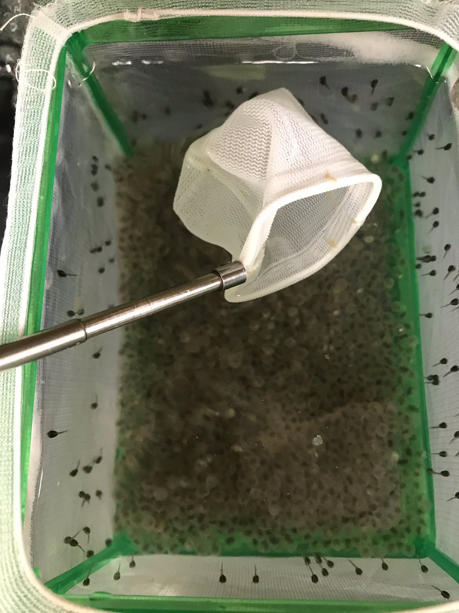 Atfredri's tweet image. My kind of Easter egg hunt. 
#GarEggs #babygar #GarLab