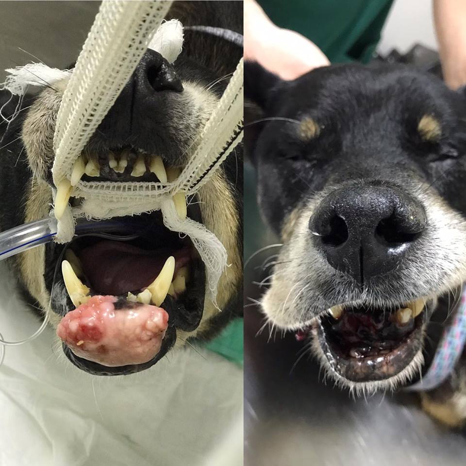 instituto_mapaa's tweet photo. Esse é o Ozzy, mais um resgatado MAPAA que se recupera muito bem após uma cirurgia para retirada de um tumor na gengiva. #Mapaa #ONG #ResgatePet #ProteçãoAnimal #Adoção #Adote #NãoCompreAdote #AdotaréMais https://t.co/jl1qjzYYq0