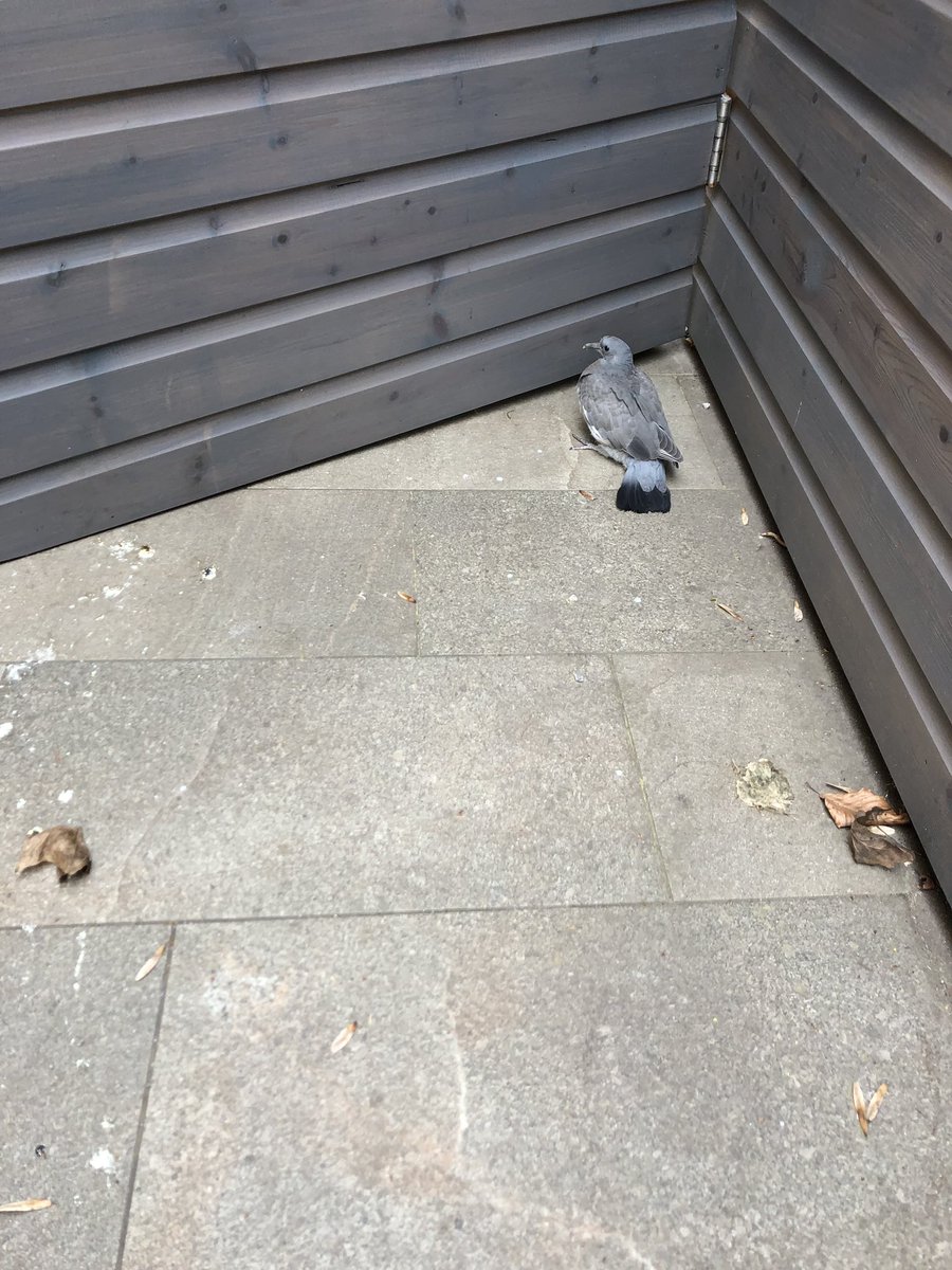 danlee2882's tweet photo. @RSPCA_official any ideas? It’s alive but not moving much? https://t.co/hDwAE3Htcg