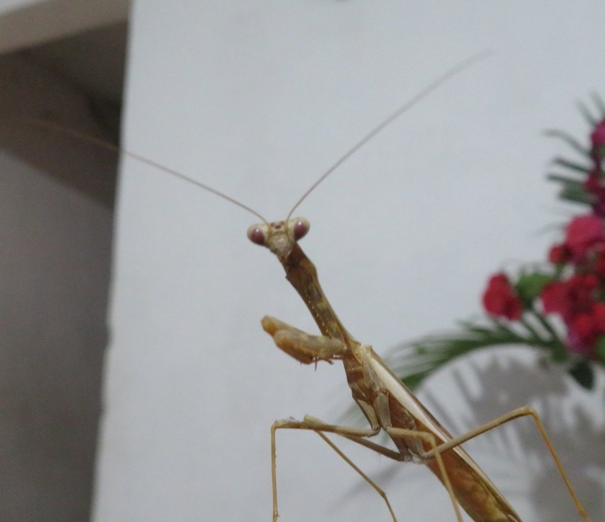 CarlosCuerna's tweet photo. Si que parece un visitante de otro planeta o galaxia 🌌 una Mantis Religiosa campamocha mantodeos santateresas rezadoras y demás nombres de este insecto 🦗 que me vino a visitar a la silla de mi casa 🏡 🦗🦗🦗 Cuernavaca Morelos México 🇲🇽 https://t.co/J0I5lGiGGp