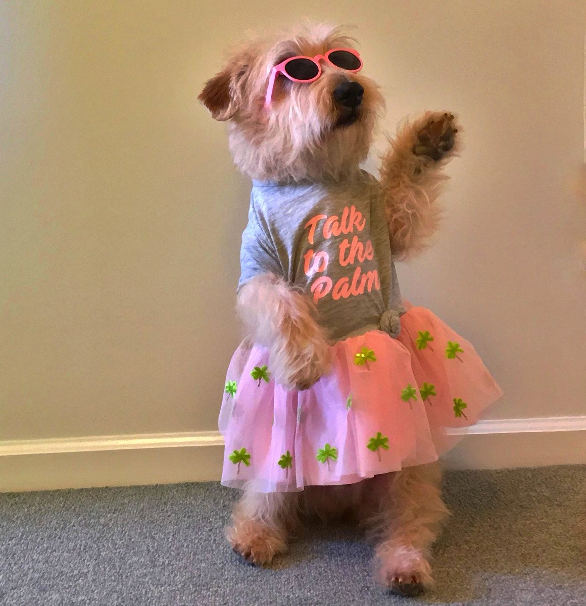 moniquean's tweet photo. Ginny the Glen of Imaal Terrier couldn’t resist wearing a pretty new pink dress to celebrate the warmer temperatures of spring. She also had to show off her 2 favorite tricks: sit pretty and wave goodbye/high five.  #everydogisastar @bevhillsdogshow @purina #NationalHighFiveDay https://t.co/HtUlYnvvvi