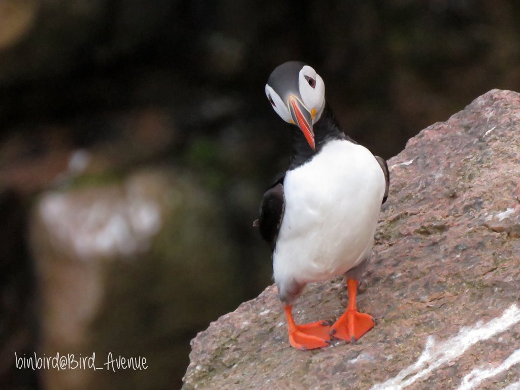 那須どうぶつ王国にいる #パフィン が、ちょっと困った顔してるけど