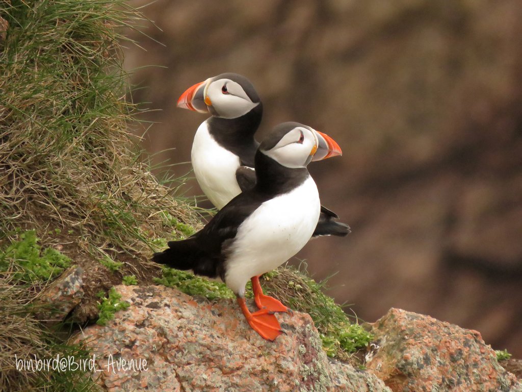 那須どうぶつ王国にいる #パフィン が、ちょっと困った顔してるけど
