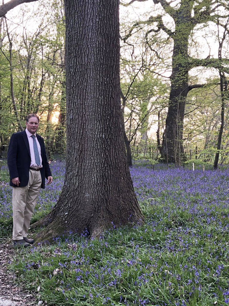 HolePark's tweet photo. Hole Park is one of the first estates to offer one of its finest oaks for the Notre Dame Project and now awaiting confirmation of the specification required @HolePark https://t.co/IQR4wBFS3P