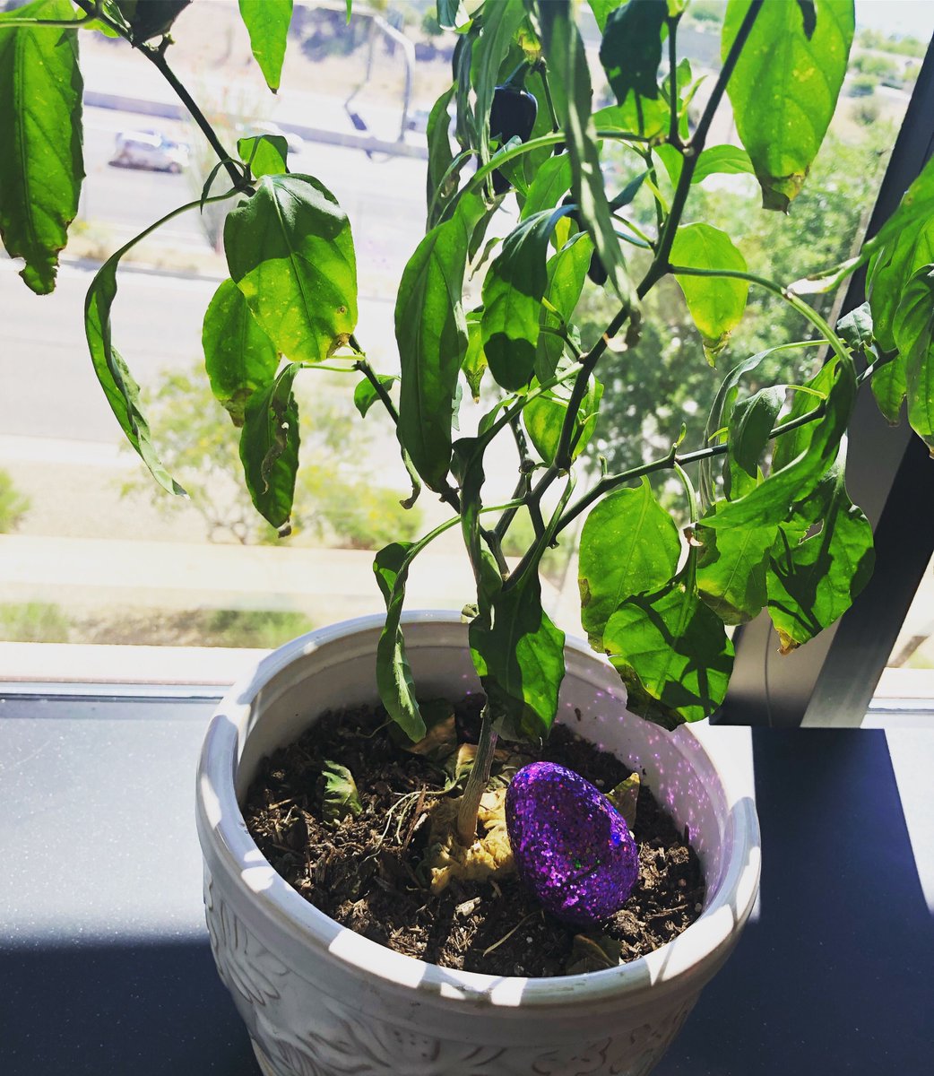 axosoft's tweet photo. ๐ฐThe Easter Bunny hopped by the Axosoft offices today to hide some goodies - the hunt is ON! ๐ฅ#AxoLife #Hiring #TechJobs https://t.co/Af1uvIjKbn https://t.co/RIB04Qq1oR