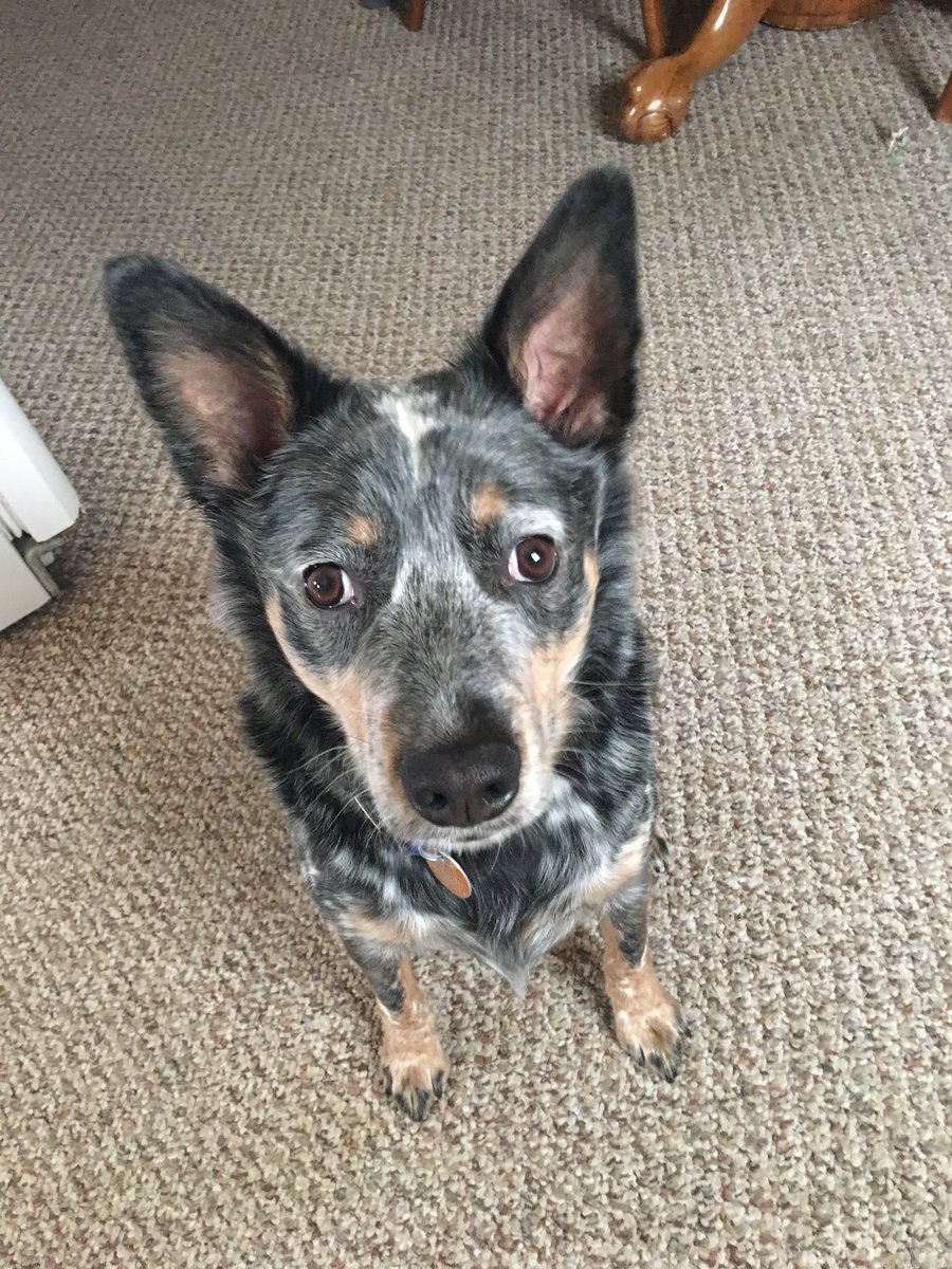 flameon94's tweet photo. Nobody:

Me: I miss my dog. 🐶 https://t.co/YHaWYdyqqL