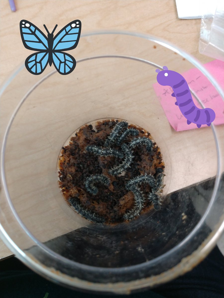 PearsontownG's tweet photo. Excited for our life cycle unit! 🐛🦋❤️ #Science #LifeCycles #HandsOn #PtownPride #WeAreDPS https://t.co/PuTzlvyy21