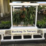 Photo by Rocking Ts Nursery (@RockingTs)