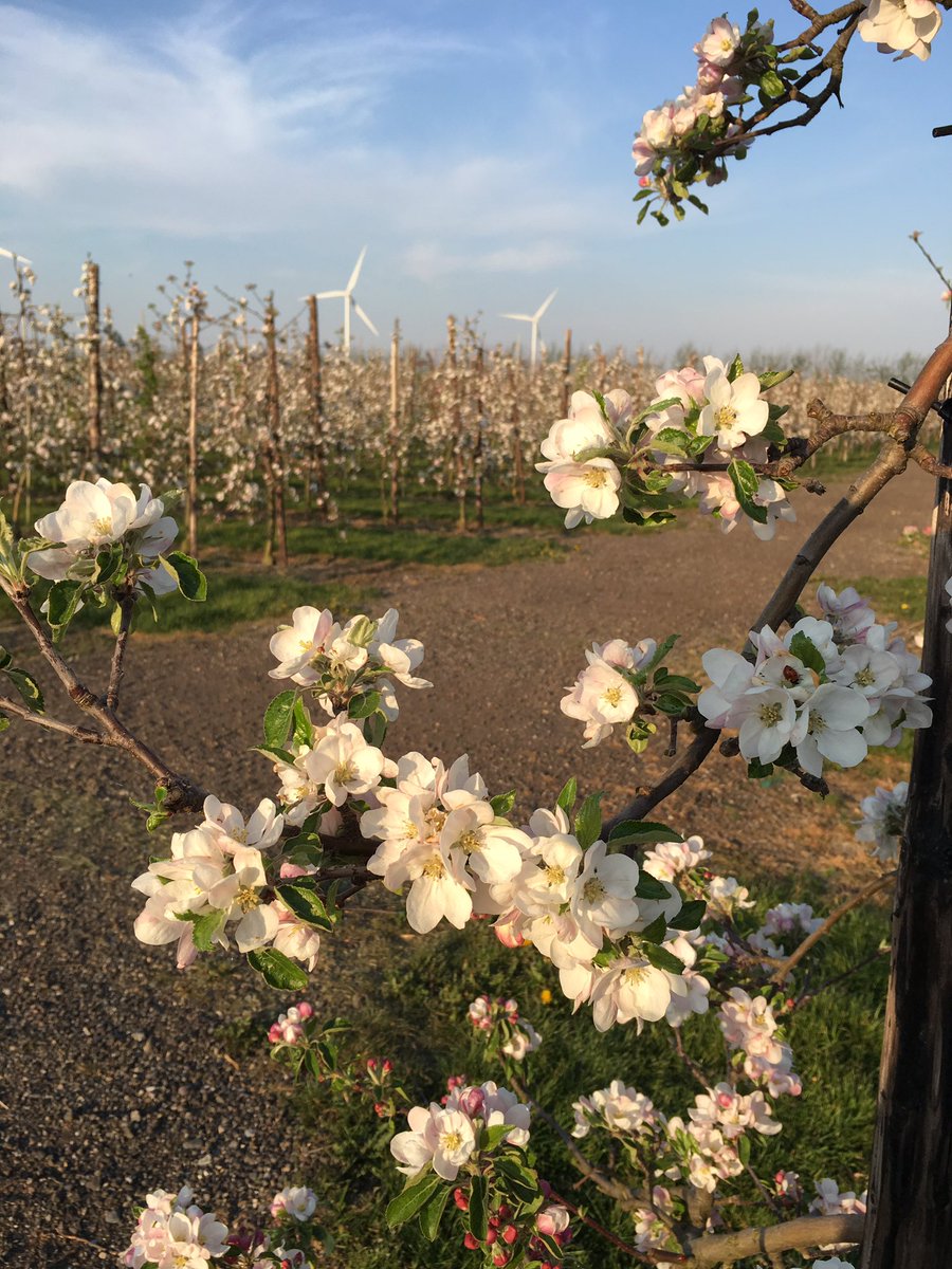 dianaakkermans's tweet photo. Have #junami break! 🌸🍎🌸🍎🌸 https://t.co/s2RPo1Jabu