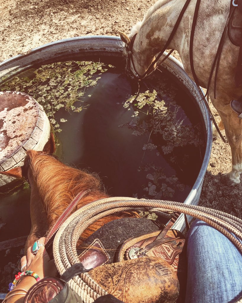 stay_inurlayne's tweet image. try not to act as thirsty as my ranch ponies