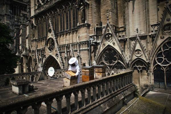 rahan_e's tweet photo. Notre Dame Bees are OK 🐝🐝🐝Bonne nouvelle. Les quelque 200 000 abeilles des ruches de Notre-Dame ont survécu à l’incendie qui a ravagé le toit de la cathédrale lundi. #abeilles #NotreDame #NotreDameCathedral #NotreDameDeParis #IncendieNotreDameDeParis #NotreDameFire https://t.co/7Rqq5pwcWl