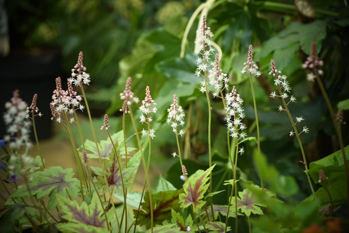 Tiarella ‘Sugar and Spice’ looking fab!! Using in our scheme. Does best in cool moist - moist but well-drained humus rich soil, in partial to full shade. 
#plantingdesign #gardendesign #planting #plantingideas #gardenideas #garden #jardin #flowerphotography #gardenphotography