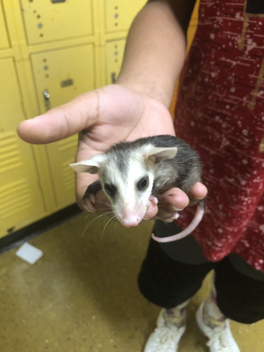 CoachE37334's tweet photo. You never know what you may find on a middle schooler. @WMStigers @Champion4Chldrn @cjmarczak @angelapoag @MauryCoSchools @JulieWolaver1 https://t.co/10mPSYvvgO