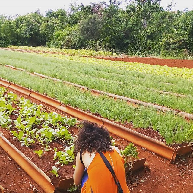 goodtriptours's tweet photo. The peculiarities of the sociopolitical history of #cuba means they came to the #organic revolution long before the rest of the world. #permaculture #urbanfarming https://t.co/SDzllAT2BS https://t.co/wR3Zo49GI9