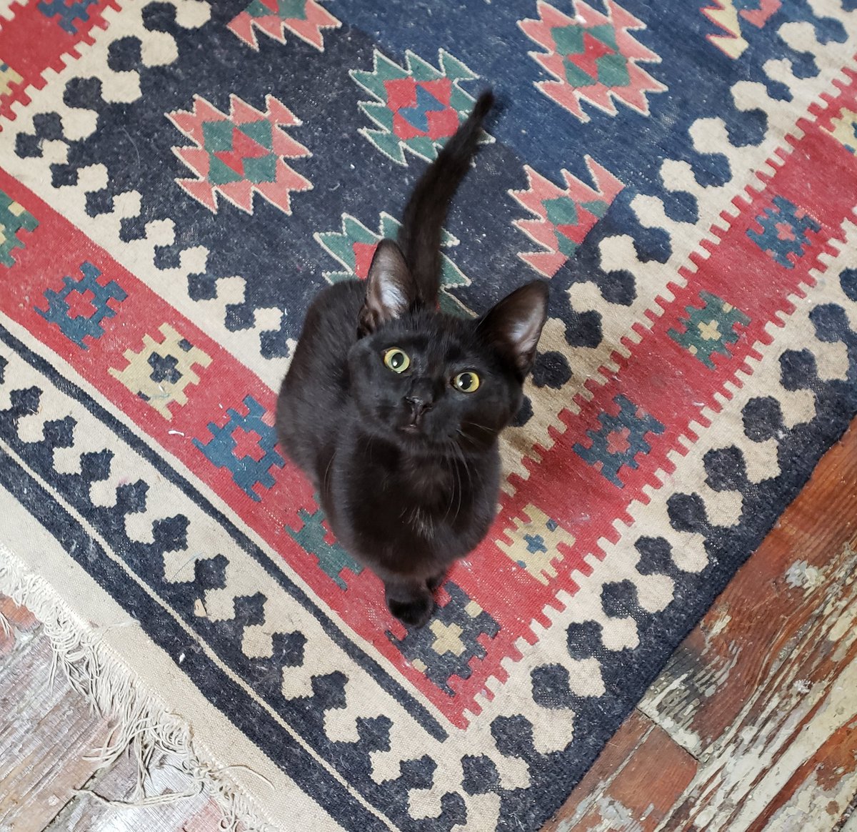 She follows me everywhere and it's adorable but I almost stepped on her this morning.