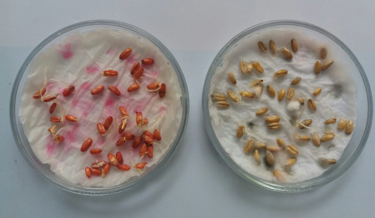 BuckSemillas's tweet photo. Atención!

En semilla de Trigo para la nueva Campaña estamos observando presencia de patógenos que afectan el Poder Germinativo y buena respuesta al tratamiento con Fungicidas Curasemillas

Sugerimos analizar la Sanidad de la Semilla y las alternativas de terápicos de semilla. https://t.co/lRRp9lDH6E