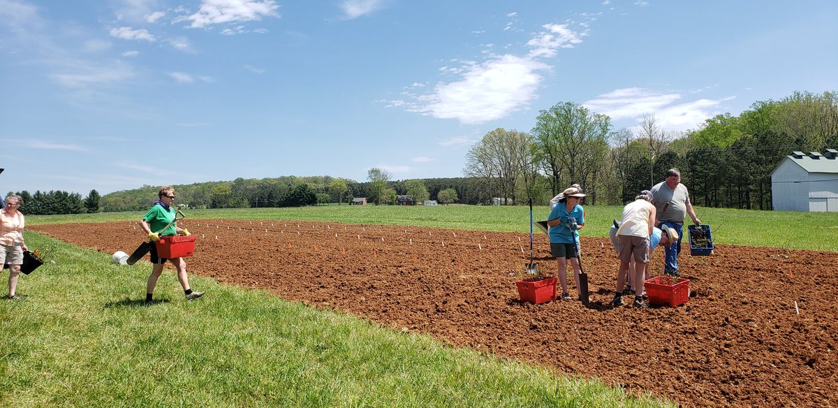 VaRoses's tweet photo. Planting location 2 of our #blueberry variety/IPM trial at the Greeneville Research and Education Center with the help of the fabulous Big Spring Master Gardeners  @UTIAg @UTPlantSciences @utextension @UTAgResearch https://t.co/8WrNHFLcOc
