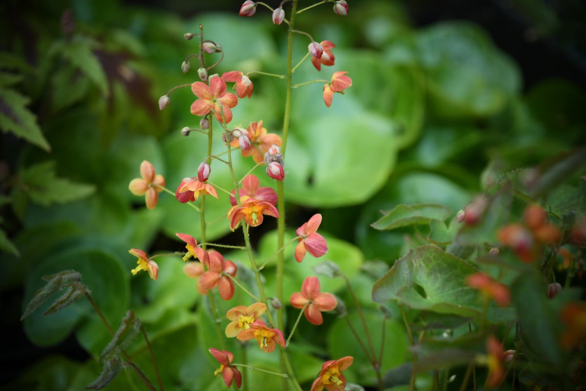 UkTectonic's tweet photo. Epimedium X warleyense ‘Ellen Willmott’ waiting to be planted in one of our new planting schemes. #planting #gardendesign #garden #plantingdesign #gardenphotography #flowerphotography https://t.co/AuHbyxhQUz