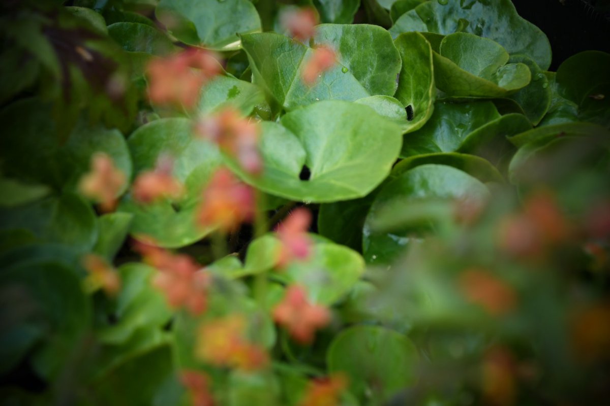 Epimedium X warleyense ‘Ellen Willmott’ waiting to be planted in one of our new planting schemes. #planting #gardendesign #garden #plantingdesign #gardenphotography #flowerphotography