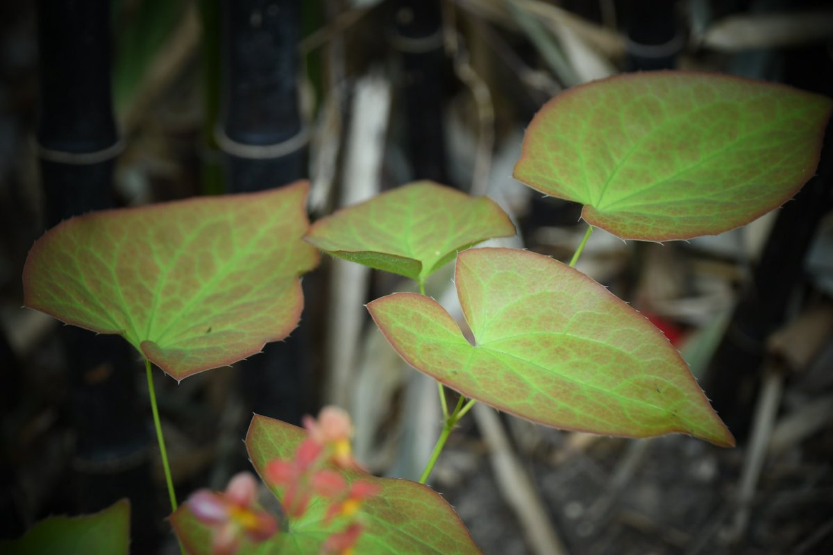 UkTectonic's tweet photo. Epimedium X warleyense ‘Ellen Willmott’ waiting to be planted in one of our new planting schemes. #planting #gardendesign #garden #plantingdesign #gardenphotography #flowerphotography https://t.co/AuHbyxhQUz