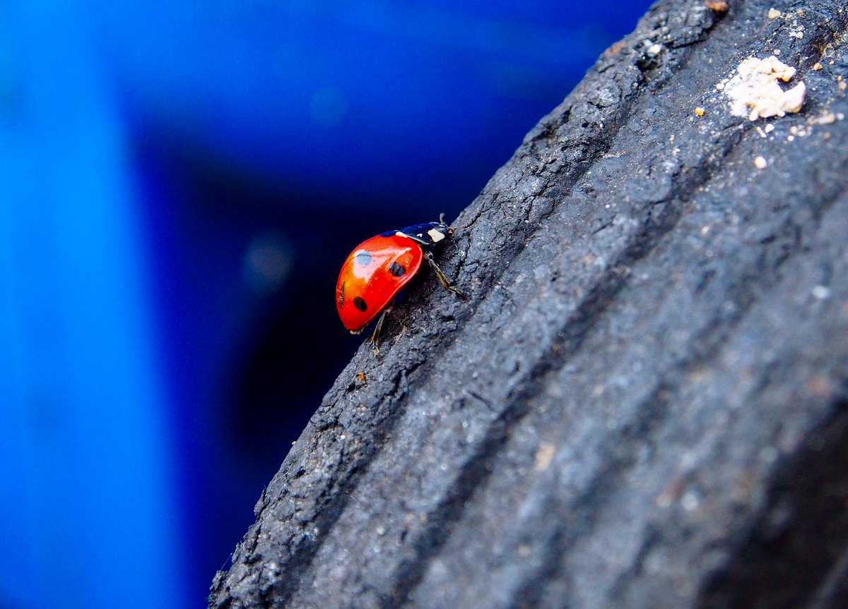 ApertureF2's tweet image. First ladybird of the season!