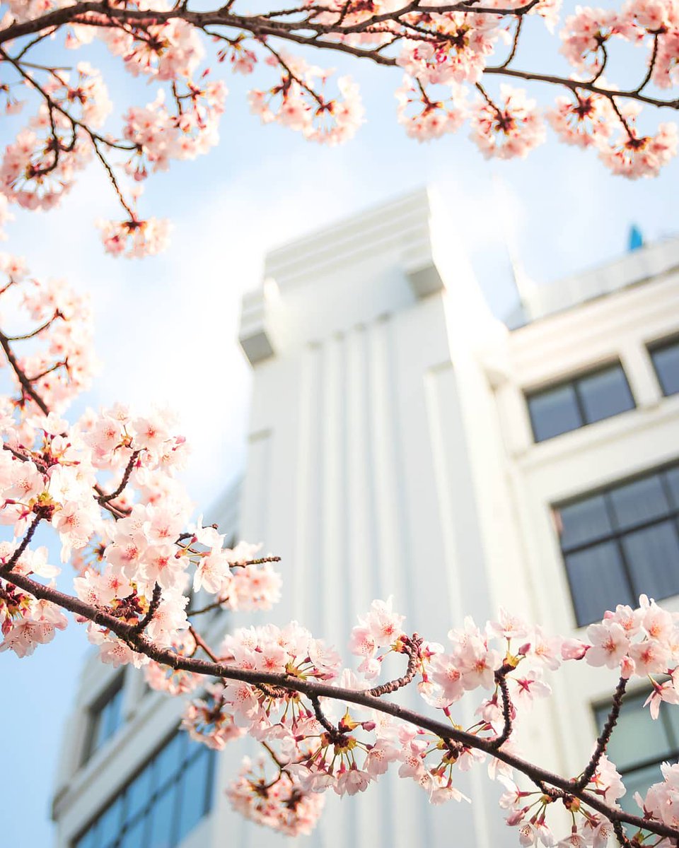omroepbrabant's tweet photo. Bloesem in Brabant! 😍 Heb jij al een boom in bloei gespot? Deel je foto met ons! 📸 #bloesem #lente https://t.co/RJkiWpOroT