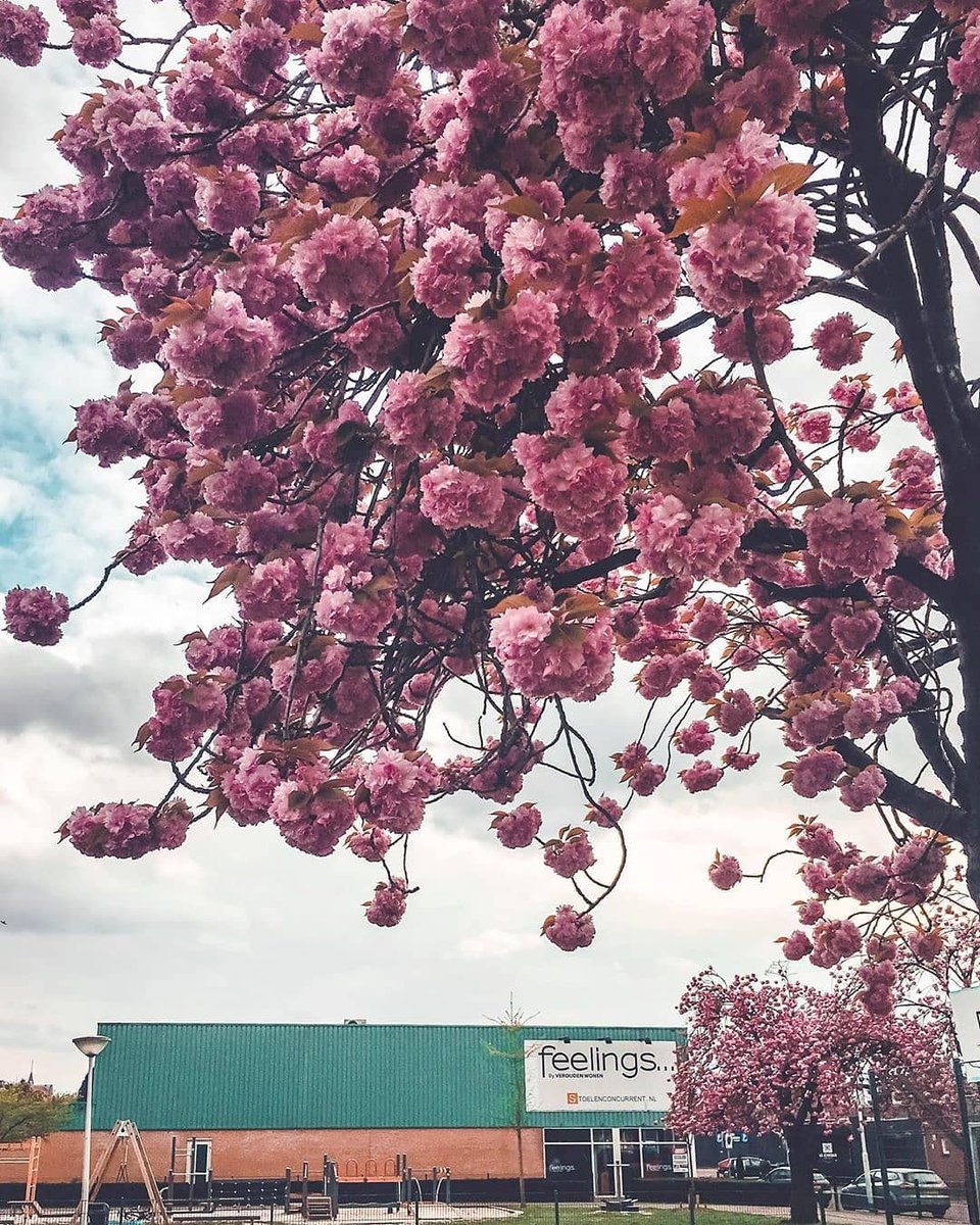 omroepbrabant's tweet photo. Bloesem in Brabant! 😍 Heb jij al een boom in bloei gespot? Deel je foto met ons! 📸 #bloesem #lente https://t.co/RJkiWpOroT