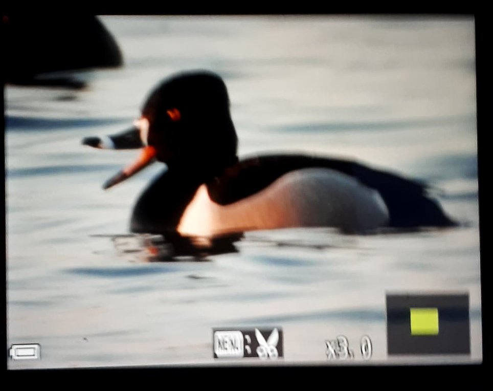 12th for Poland RING-NECKED DUCK today at Mietkow Reservoir, Lower Silesia by Grzegorz Orłowski.
<a href="/TarsigerTeam/">Tarsiger</a>