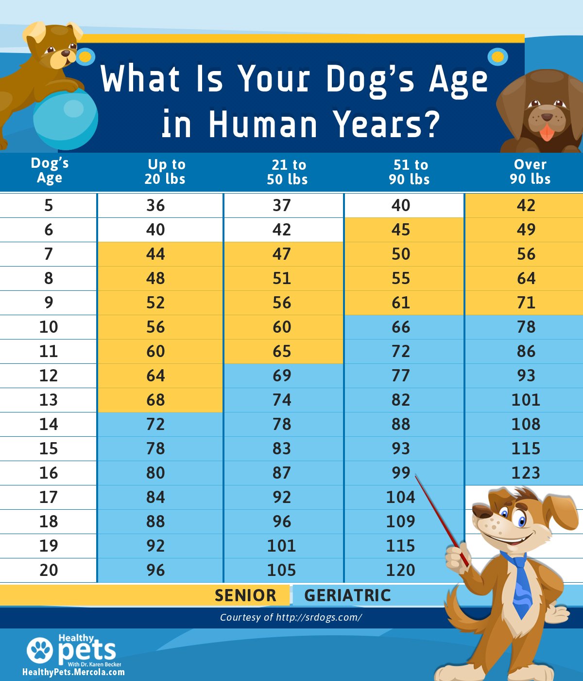 Are 'dog years' for real? An explanation of calculating canine age