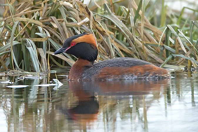 Pella Crossing is fabulous for spring migrants. Spend Friday April 19th birding with Carl Starace to discover what's recently arrived. 7:30am -11:00am. Photo by Gerhard Assenmacher buff.ly/2UWLOMB