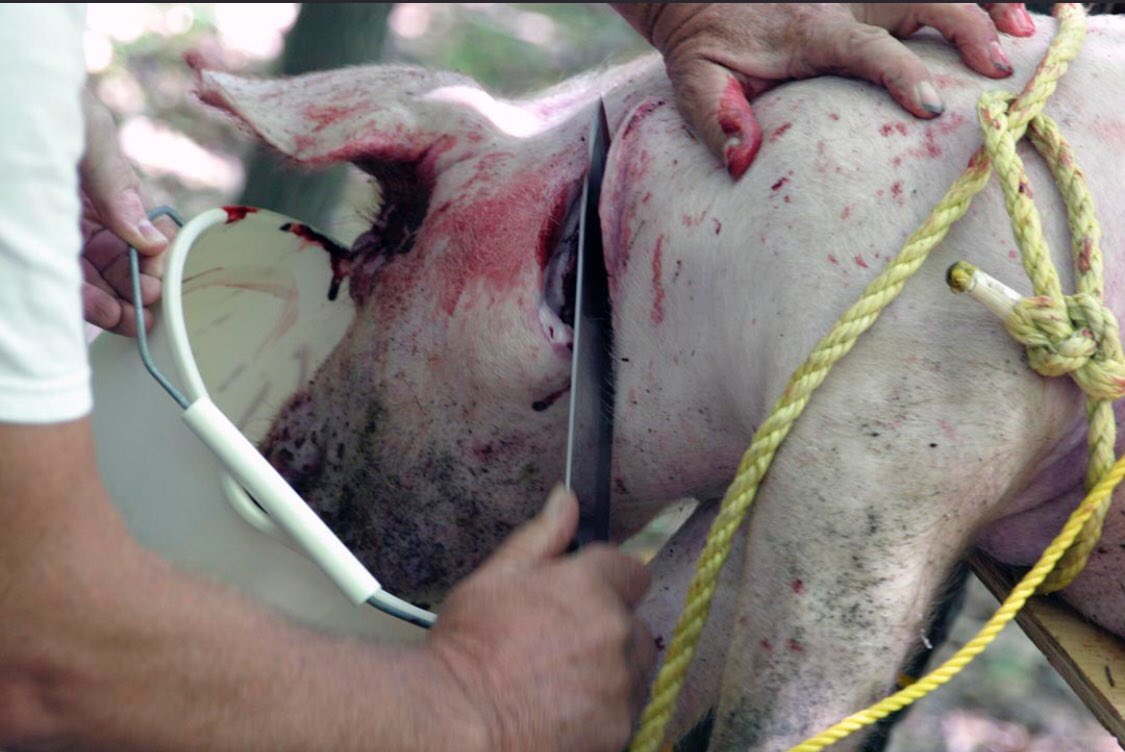 joelleannabella's tweet photo. Go Vegan #savetheplanet #mercyfortheanimals https://t.co/VPAhg1l9BT