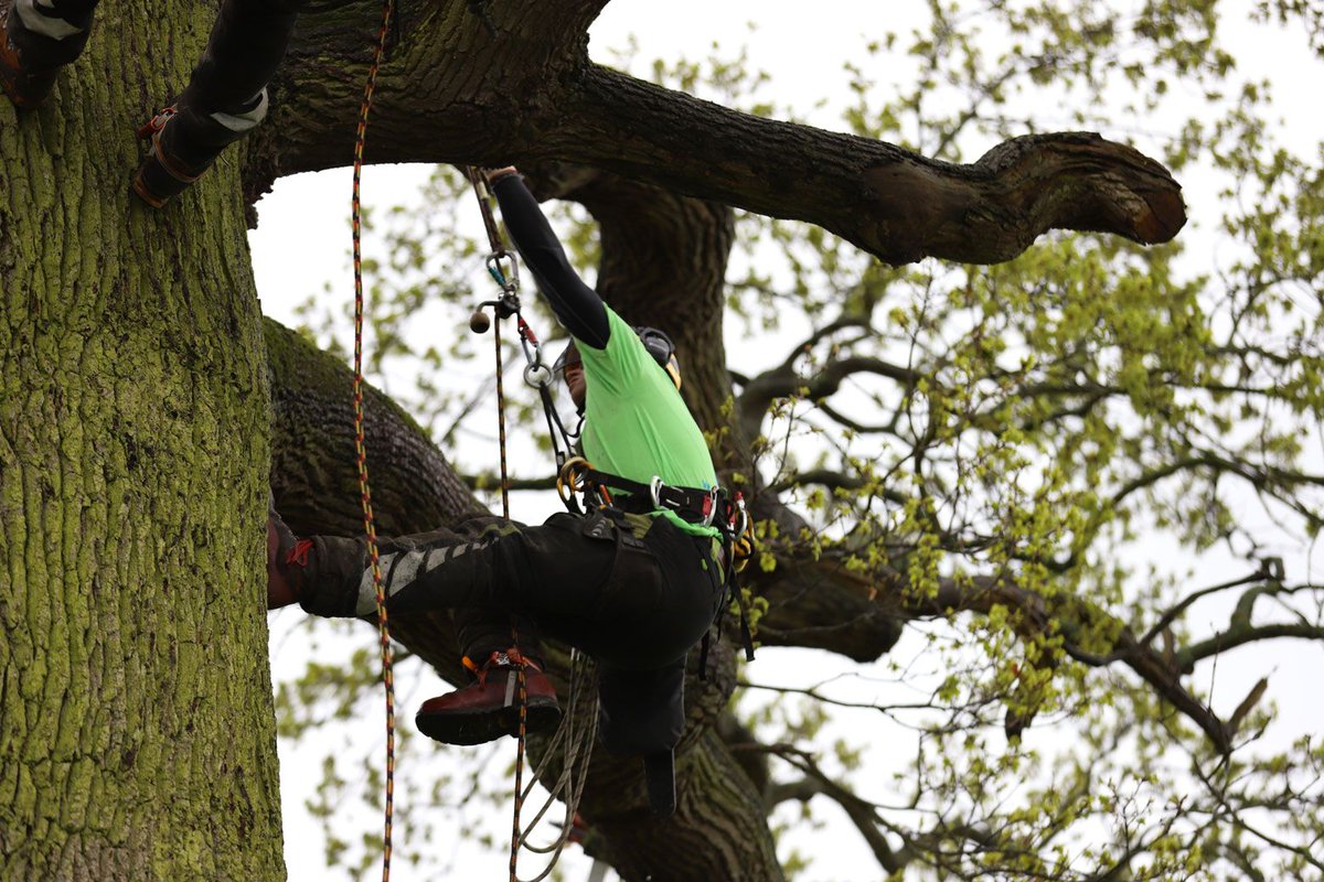 CuttersClimbers's tweet photo. #CuttersClimbers #arblife #ukgamefair #CuttersAndClimbersCompetition #Treework #arbortec #CEUK #avant #EasTecLtd https://t.co/6LReVsgIWE